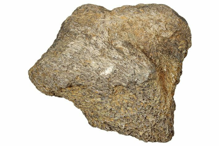 Dinosaur (Triceratops) Frill Shield Section - Montana #330193